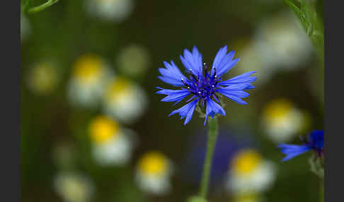 Hundskamille (Anthemis spec.)