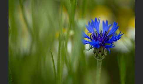 Hundskamille (Anthemis spec.)