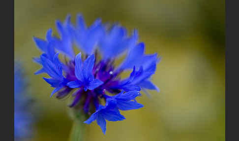 Kornblume (Centaurea cyanus)