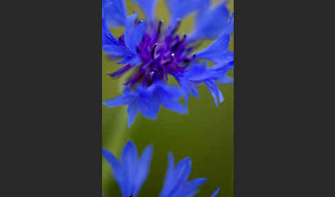 Kornblume (Centaurea cyanus)