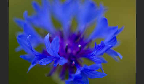 Kornblume (Centaurea cyanus)