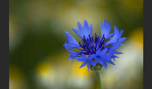 Hundskamille (Anthemis spec.)