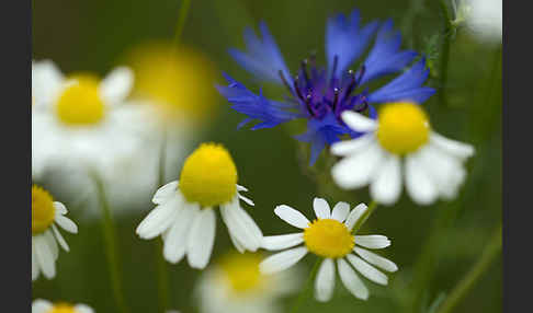 Hundskamille (Anthemis spec.)