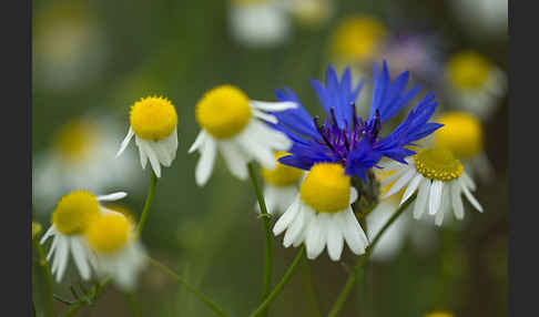 Hundskamille (Anthemis spec.)