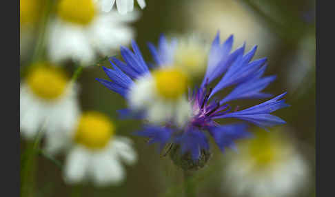 Hundskamille (Anthemis spec.)