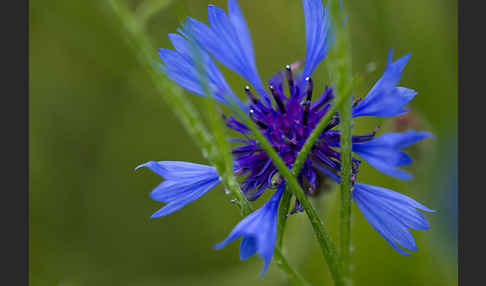 Kornblume (Centaurea cyanus)