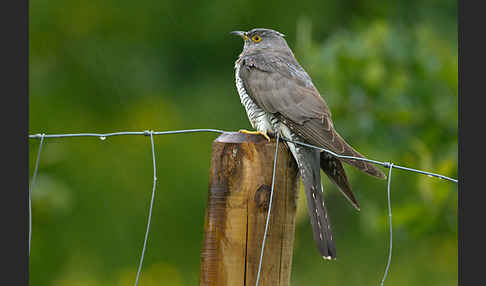 Kuckuck (Cuculus canorus)