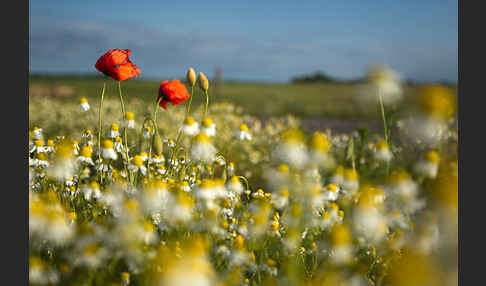 Klatsch-Mohn (Papaver rhoeas)