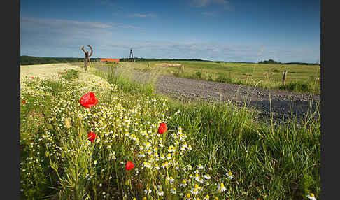 Klatsch-Mohn (Papaver rhoeas)