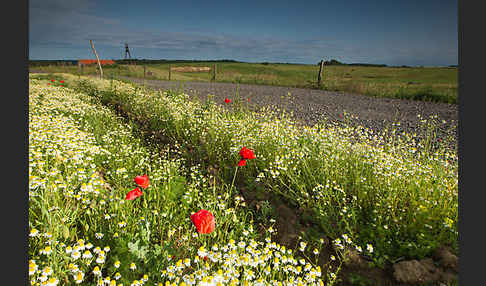 Klatsch-Mohn (Papaver rhoeas)