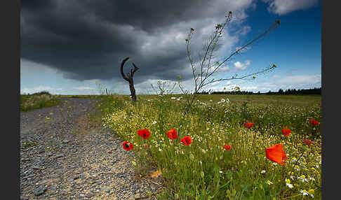 Klatsch-Mohn (Papaver rhoeas)