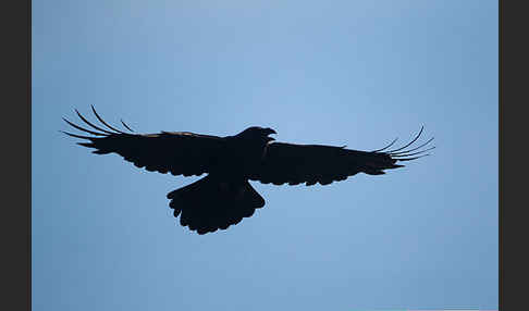 Kolkrabe (Corvus corax)