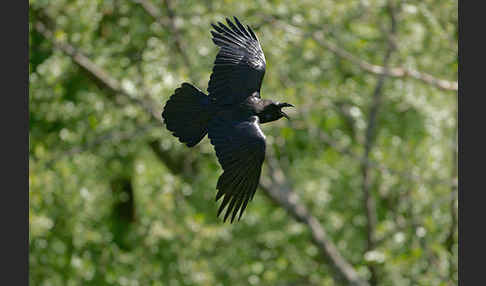 Kolkrabe (Corvus corax)