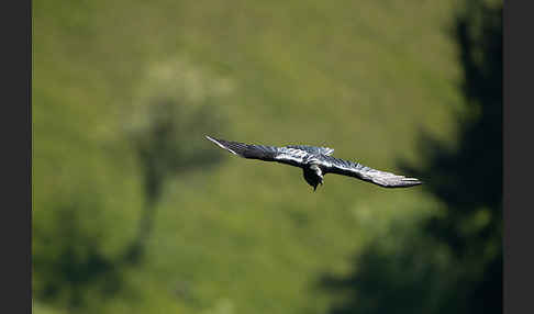 Kolkrabe (Corvus corax)