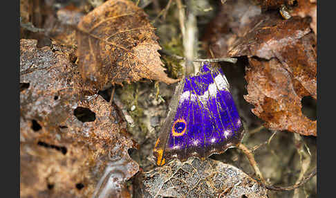 Kleiner Schillerfalter (Apatura ilia)