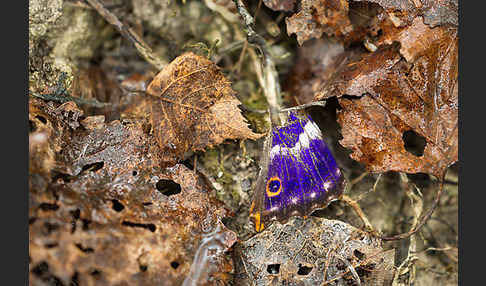 Kleiner Schillerfalter (Apatura ilia)