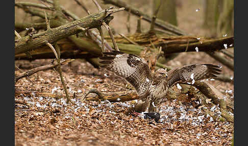 Mäusebussard (Buteo buteo)