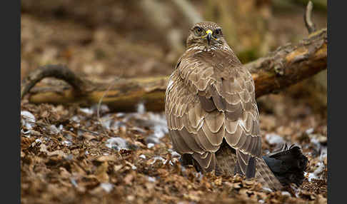 Mäusebussard (Buteo buteo)