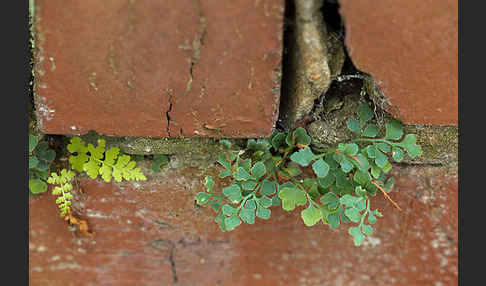 Mauerraute (Asplenium ruta-muraria)