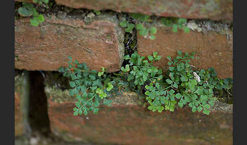 Mauerraute (Asplenium ruta-muraria)