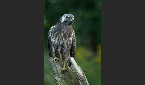 Mäusebussard (Buteo buteo)