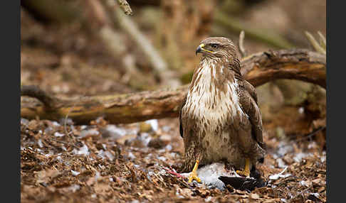 Mäusebussard (Buteo buteo)