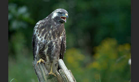 Mäusebussard (Buteo buteo)