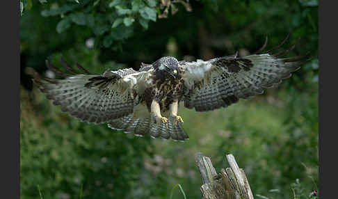 Mäusebussard (Buteo buteo)