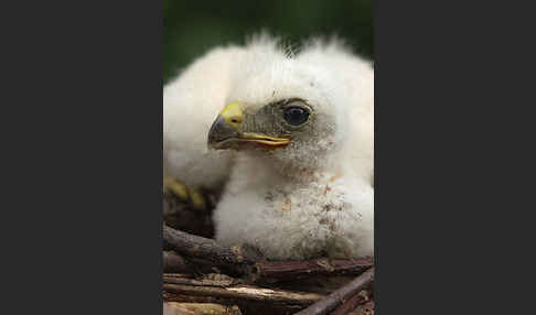 Mäusebussard (Buteo buteo)