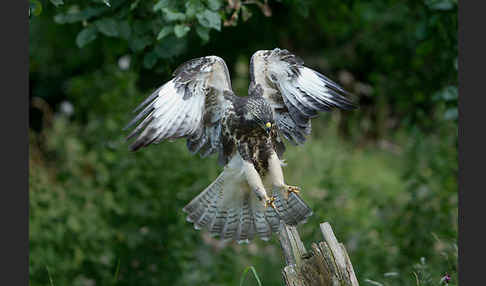 Mäusebussard (Buteo buteo)