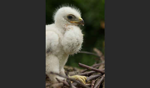 Mäusebussard (Buteo buteo)