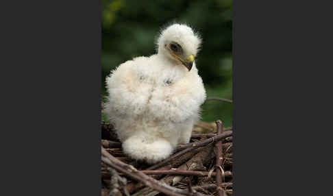 Mäusebussard (Buteo buteo)