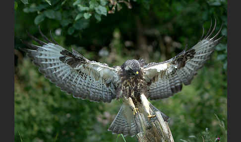 Mäusebussard (Buteo buteo)