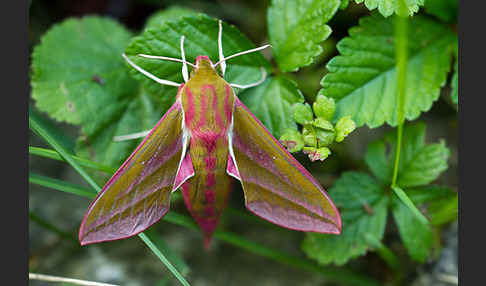 Mittlerer Weinschwärmer (Deilephila elpenor)