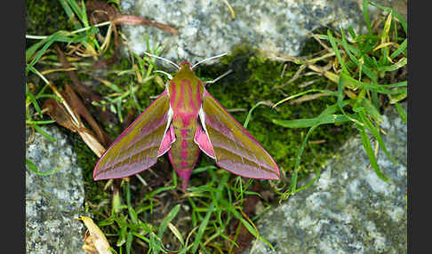 Mittlerer Weinschwärmer (Deilephila elpenor)