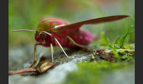 Mittlerer Weinschwärmer (Deilephila elpenor)