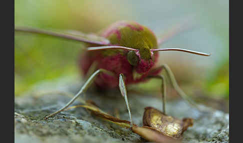 Mittlerer Weinschwärmer (Deilephila elpenor)