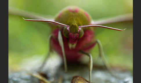 Mittlerer Weinschwärmer (Deilephila elpenor)