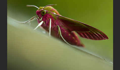 Mittlerer Weinschwärmer (Deilephila elpenor)