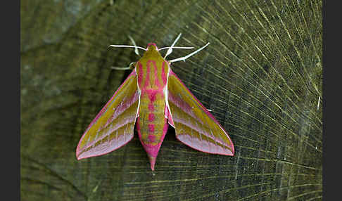 Mittlerer Weinschwärmer (Deilephila elpenor)