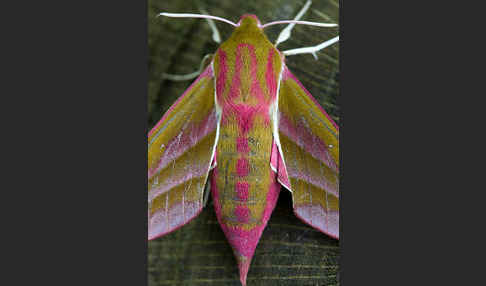 Mittlerer Weinschwärmer (Deilephila elpenor)