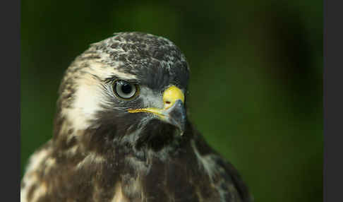 Mäusebussard (Buteo buteo)