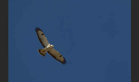 Mäusebussard (Buteo buteo)