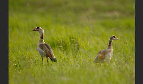 Nilgans (Alopochen aegyptiacus)