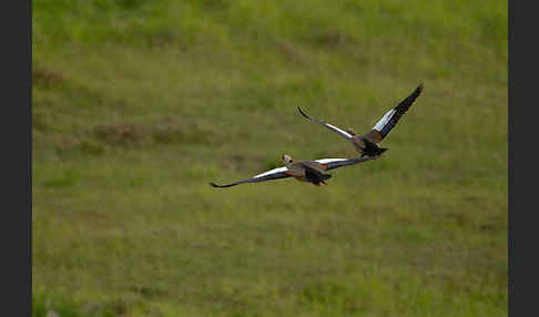 Nilgans (Alopochen aegyptiacus)