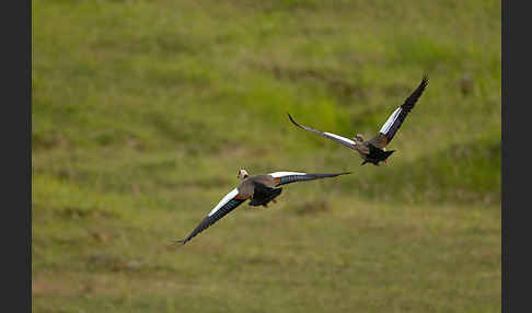 Nilgans (Alopochen aegyptiacus)