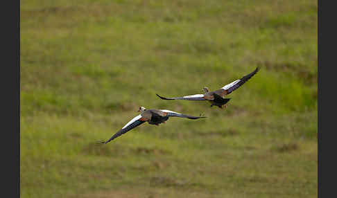 Nilgans (Alopochen aegyptiacus)