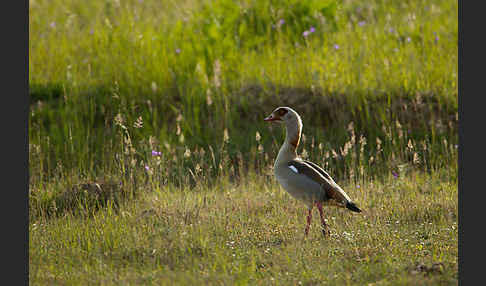 Nilgans (Alopochen aegyptiacus)