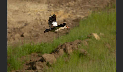 Nilgans (Alopochen aegyptiacus)