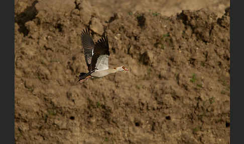 Nilgans (Alopochen aegyptiacus)